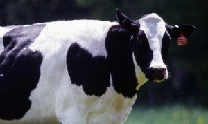 Cows are one of the leading producers of methane production in the U.S.A., so by reducing meat consumption, Americans can lessen the amount of greenhouse gases produced.