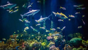 Wonders_of_Wildlife_Aquarium pic