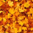 There’s something special about this time of the year; perhaps it has something to do with the freshly fallen leaves in every shade of red, yellow and orange. Maybe it’s the cooler temperatures and warmer clothes that make each day [&hellip;]