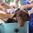 The Vet Tech Center hosted the Spring Spa Day Dog Wash at the Vet Tech Center. 