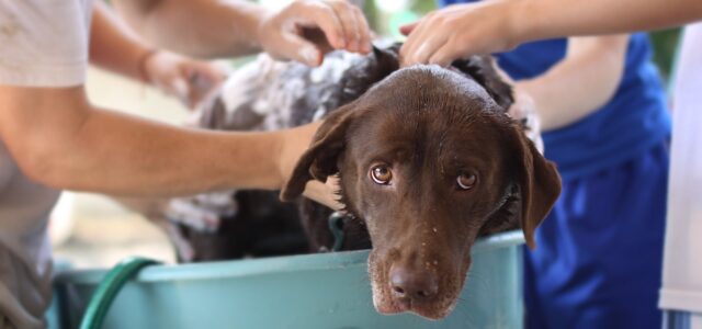 The Vet Tech Center hosted the Spring Spa Day Dog Wash at the Vet Tech Center. 